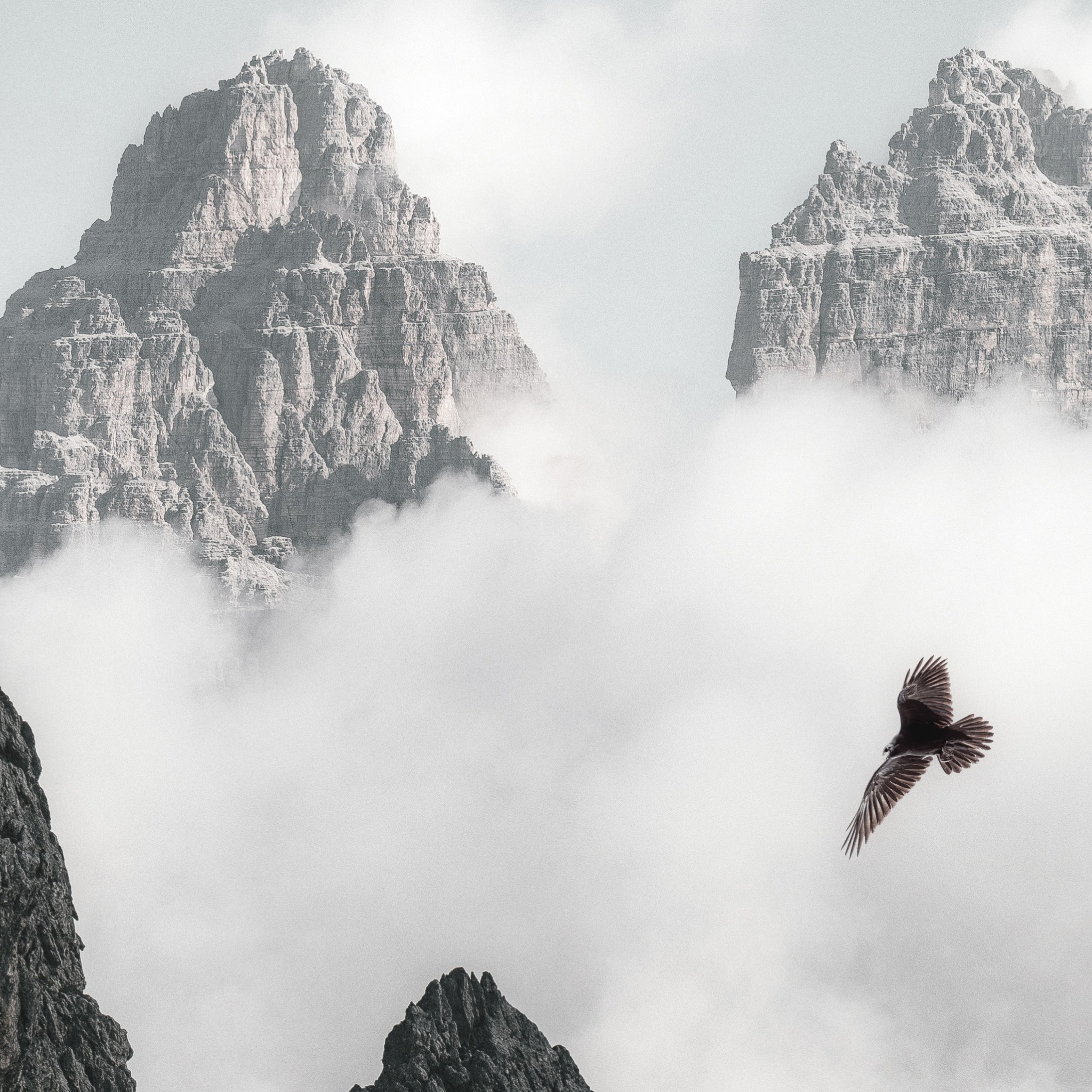 Bald Eagle Flying Through Clouds And Mountains 4k (click to view) HD Wallpapers in 2048x2048 Resolution