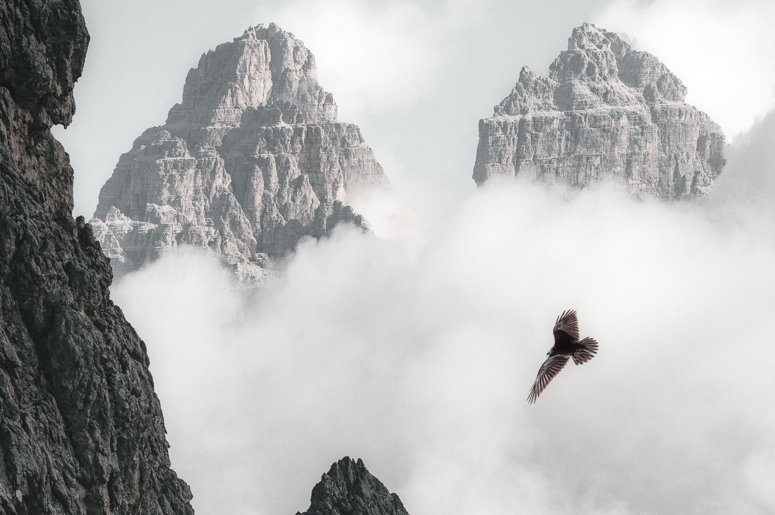 Bald Eagle Flying Through Clouds And Mountains 4k (click to view) HD Wallpapers in 2560x1700 Resolution