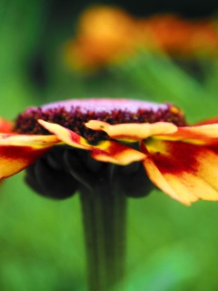 Macro Flower Detail (click to view) HD Wallpapers in 240x320 Resolution