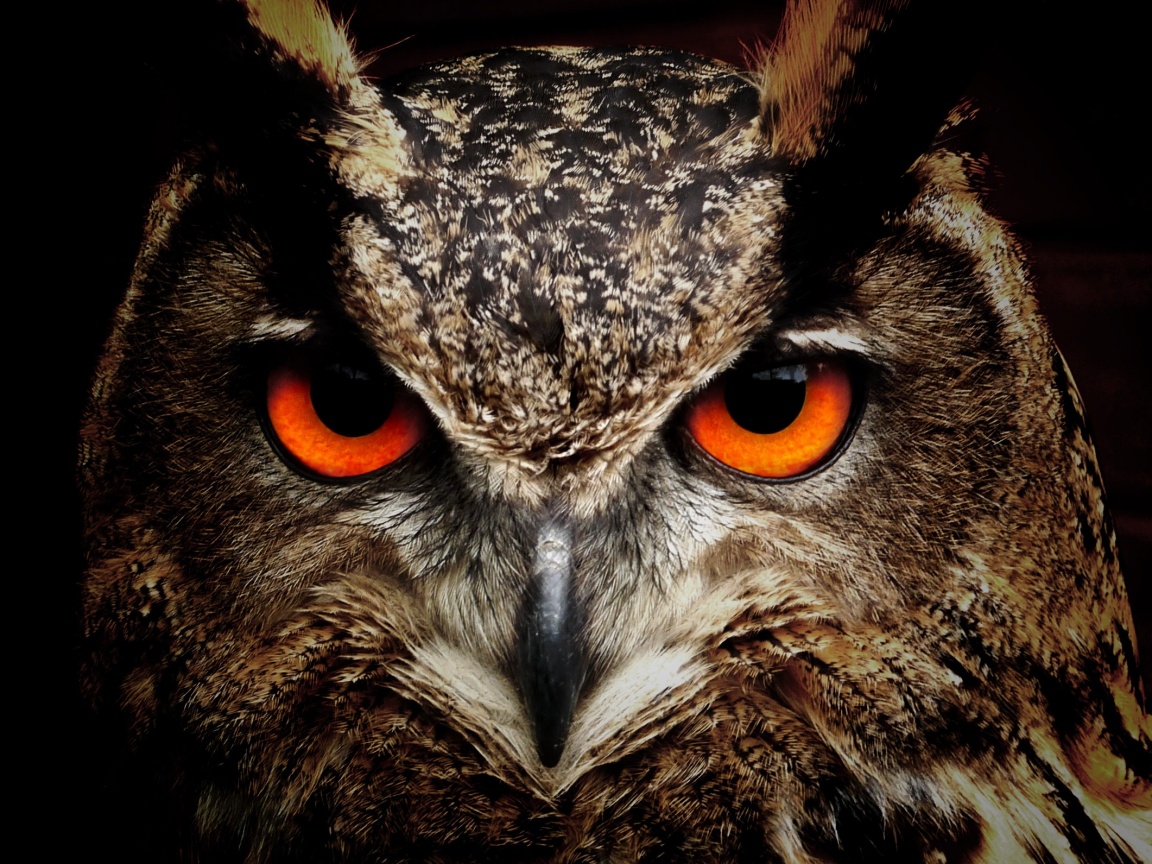 Owl Eagle Eyes (click to view) HD Wallpapers in 1152x864 Resolution