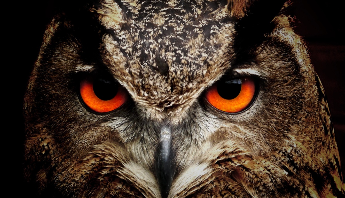 Owl Eagle Eyes (click to view) HD Wallpapers in 1336x768 Resolution