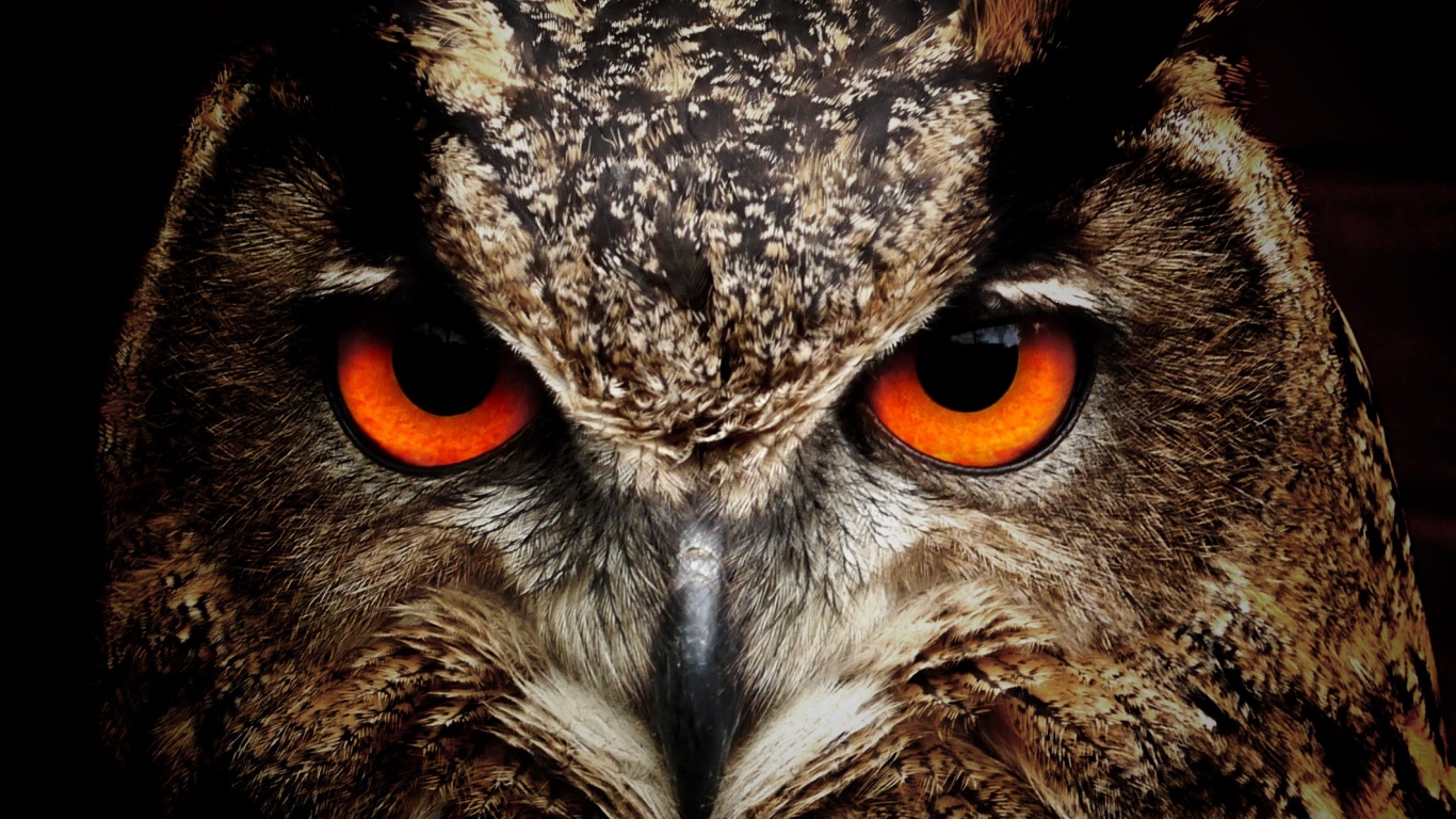 Owl Eagle Eyes (click to view) HD Wallpapers in 1366x768 Resolution
