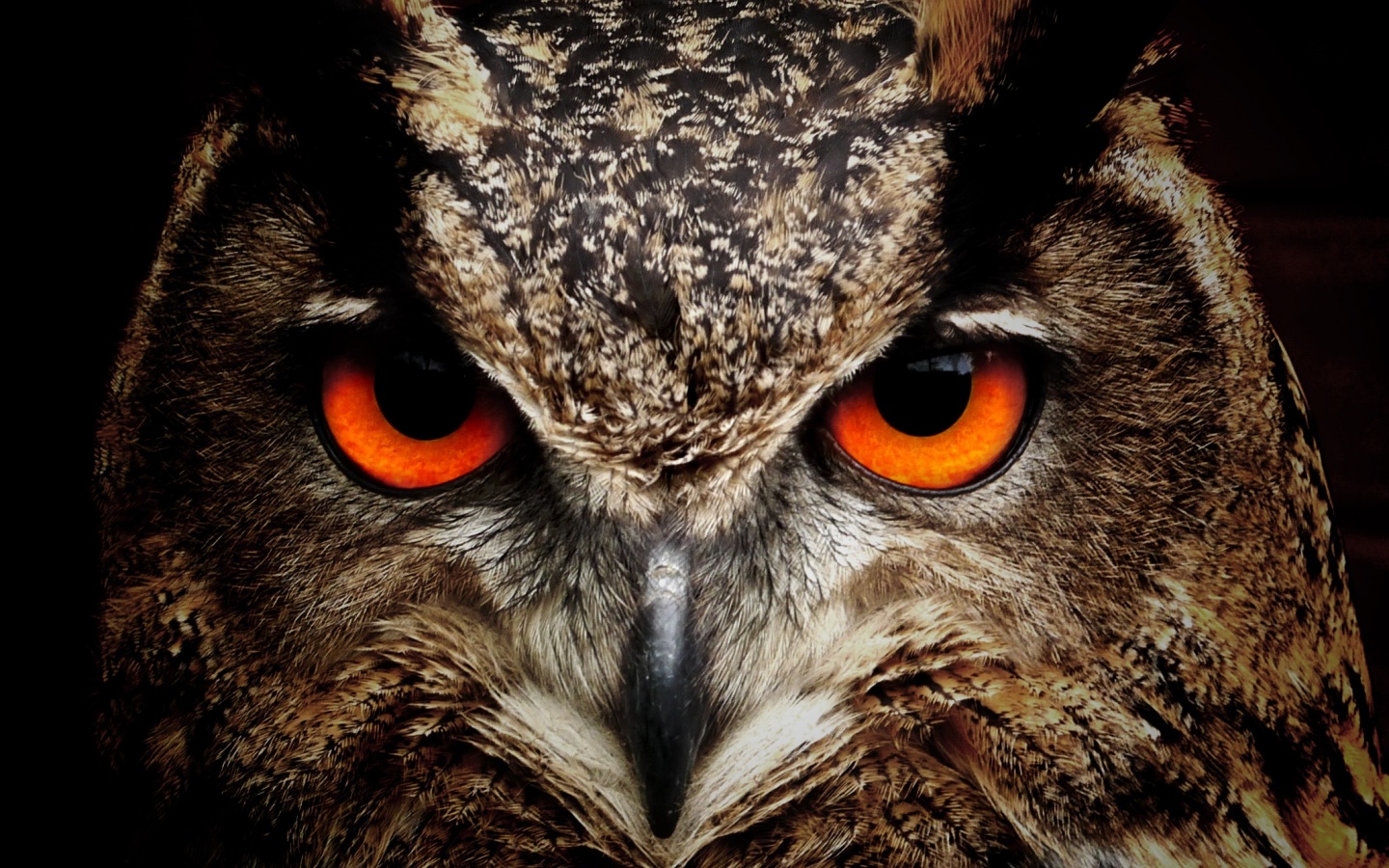 Owl Eagle Eyes (click to view) HD Wallpapers in 1440x900 Resolution