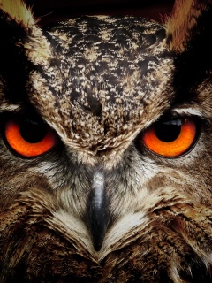 Owl Eagle Eyes (click to view) HD Wallpapers in 240x320 Resolution