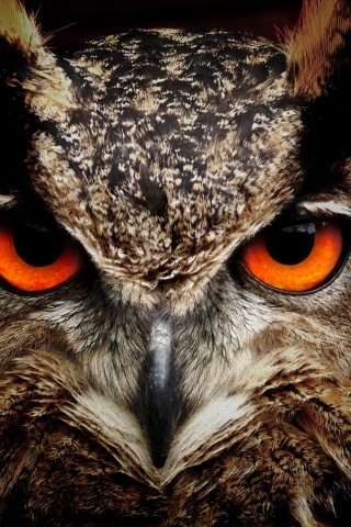 Owl Eagle Eyes (click to view) HD Wallpapers in 320x480 Resolution
