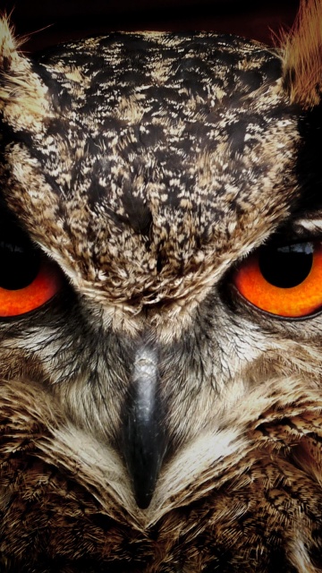 Owl Eagle Eyes (click to view) HD Wallpapers in 360x640 Resolution