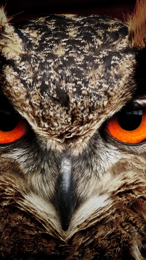 Owl Eagle Eyes (click to view) HD Wallpapers in 480x854 Resolution