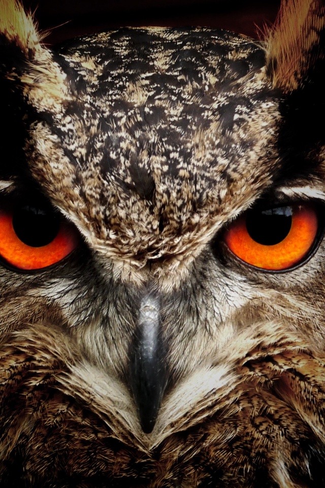Owl Eagle Eyes (click to view) HD Wallpapers in 640x960 Resolution